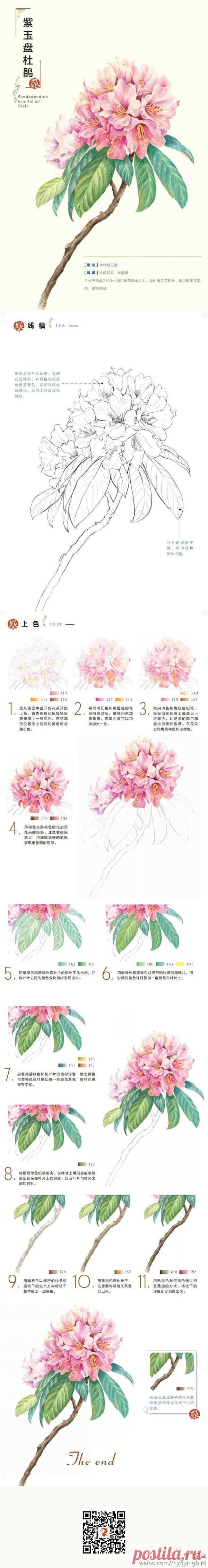 彩铅 水彩 步骤 教程 花@没有不高兴的没头脑采集到我们一起来画画吧~(370图)_花瓣