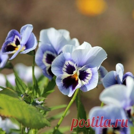 Виола рогатая Viola cornuta Penny Marina