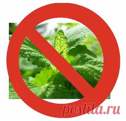 ОСТАНОВИТЬ ЗАРАЗУ ЕЩЕ НЕ ПОЗДНО! \Запрет лекарственных растений\ 