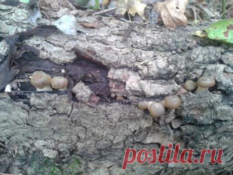 (3) Одноклассники