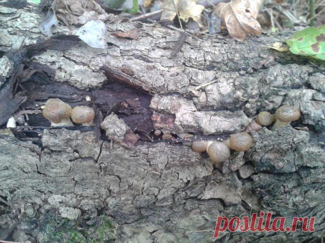 (3) Одноклассники