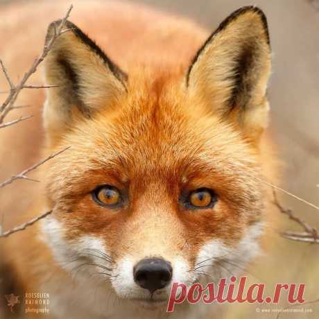 Невероятные фотографии лис / Питомцы