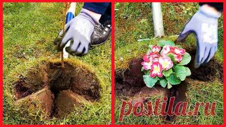 Быстрая, Умная и Мягкая Пересадка Цветов и Саженцев