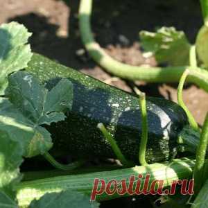 Закуска из кабачков с йогуртовым соусом