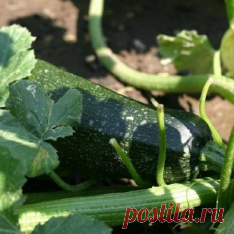 Закуска из кабачков с йогуртовым соусом