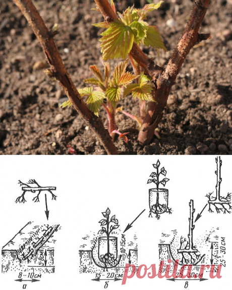 Посадка малины весной — советы для новичков