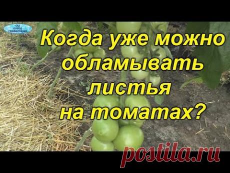 Ломаем листья на томатах именно сейчас!