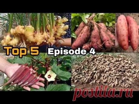 Episode04 Growing #Big_Ginger #Red_Okra #Peanuts_in_Pots #Potatoes #Winter_Melon / Seeds to Harvest