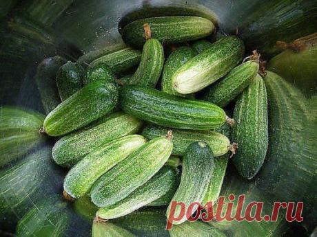 Интересный способ посадки огурцов