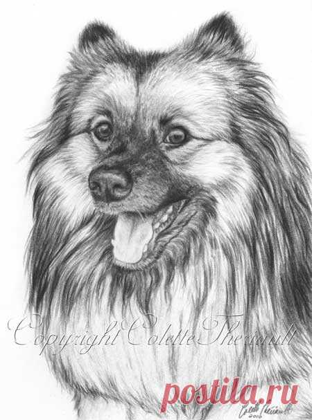 Keeshon Drawing - графитовая пленка для рисования карандашом от художницы-анималиста Садбери Колетт Терио.