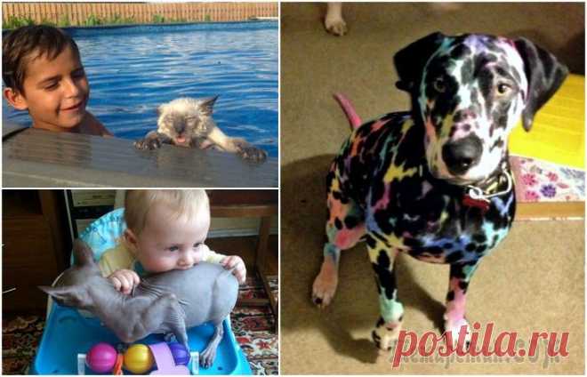 Смешные фотографии о нелегкой жизни животных в домах где есть дети Дети вносят в жизнь каждого человека небывалое разнообразие и огромное количество головной боли.
Так, в традиционном юмористическом обзоре были собраны уникальный Фотографии, сделанные в тех 