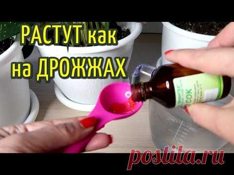 ЦВЕТЫ растут как СУМАСШЕДШИЕ после такой ПОДКОРМКИ