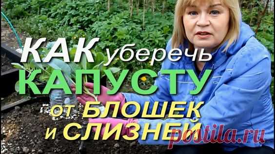 ПОСЛЕ ЭТОГО ВРЕДИТЕЛИ ОБОЙДУТ КАПУСТУ СТОРОНОЙ! Советы от ЗЕЛЕНОГО ОГОРОДА!