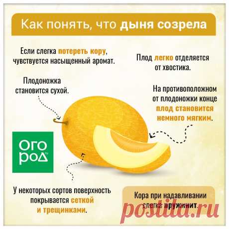 Как понять, что дыня созрела