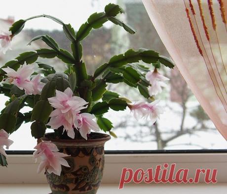 Что делать, если растение не хочет цвести? - Сад на подоконнике