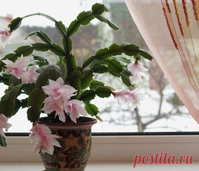 Что делать, если растение не хочет цвести? - Сад на подоконнике