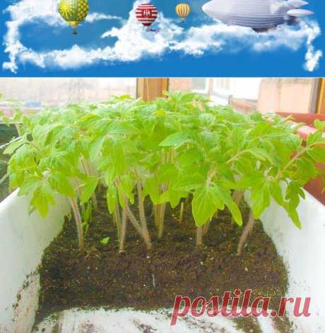 (1) Одноклассники