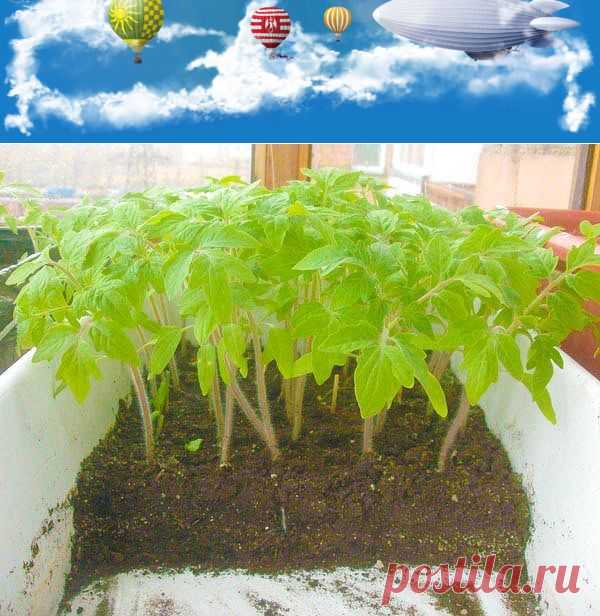(1) Одноклассники