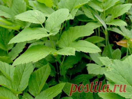 Как избавиться от сныти на дачном участке | Выживи сам