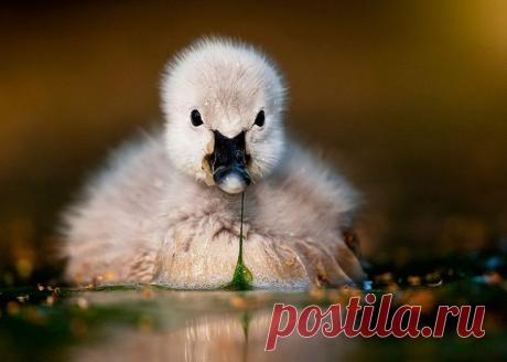 Животные крупным планом Роберта Адамека (Robert Adamec) — Фотоискусство