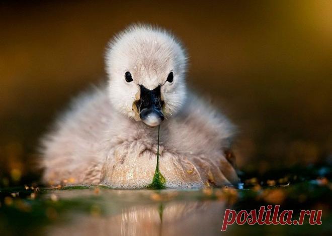 Животные крупным планом Роберта Адамека (Robert Adamec) — Фотоискусство
