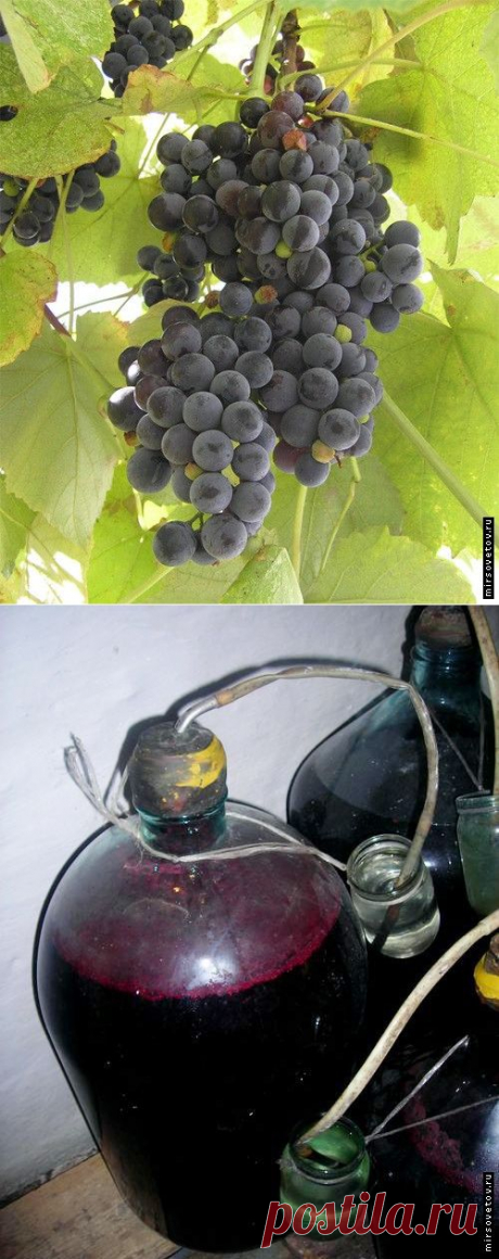 Рецепт приготовления домашнего вина из винограда