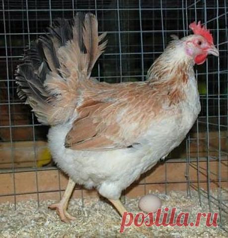 Куры Загорские лососевые | ZOODOM