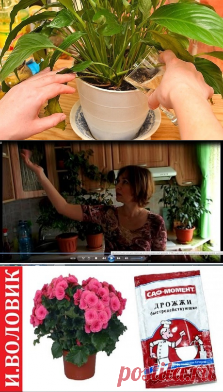 (77) Одноклассники