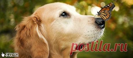 Самые невероятные способности собак. 5 интересных фактов