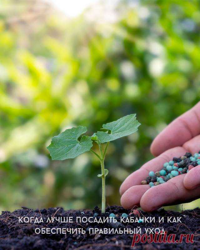Когда лучше посадить кабачки и как обеспечить правильный уход — Сад Заготовка