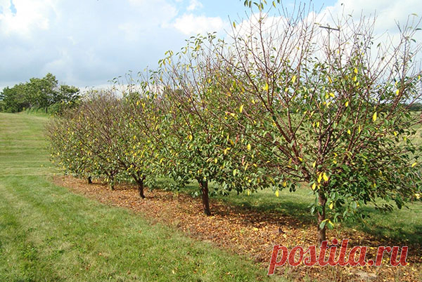 Коккомикоз вишни — угроза вашему саду