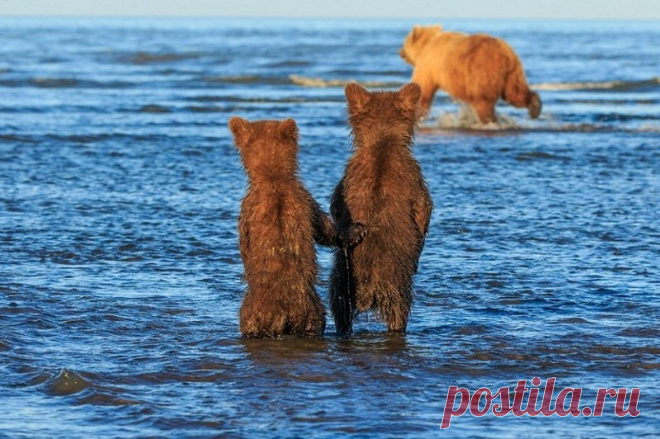 Стой смирно – мама добывает еду