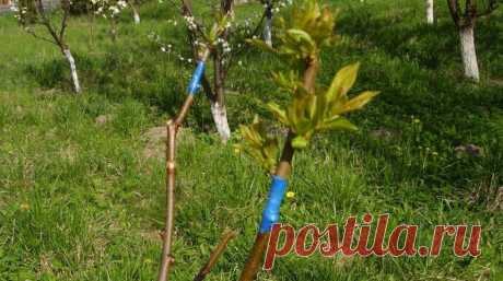 Все, что нужно знать о прививке сливы 


Порой выращенный сорт сливы не оправдывает надежд садовода – урожай слишком мал, плоды плохо вызревают, а то и вовсе – невкусные. Исправить ситуацию поможет прививка сливы.

Слива входит в тройку с…