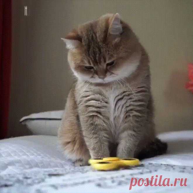(39) Одноклассники