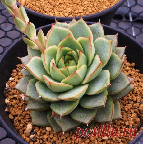 Echeveria Fabiola - Suculenta Importada Suculenta híbrida do cruzamento das Echeveria purpusorum × Echeveria derenbergii, ambas nativas do México. Tamanho da muda com aproximadamente 05cm, equivalente à segunda foto. Essa espécie tem crescimento lento e deve ser cultivada em local com bastante luz natural, o plantio deve ser feito em substrato com ótima drenagem, e as regas devem ser feitas somente quando o substrato estiver completamente seco, pois essa espécie é sensível...