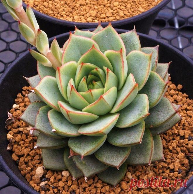 Echeveria Fabiola - Suculenta Importada Suculenta híbrida do cruzamento das Echeveria purpusorum × Echeveria derenbergii, ambas nativas do México. Tamanho da muda com aproximadamente 05cm, equivalente à segunda foto. Essa espécie tem crescimento lento e deve ser cultivada em local com bastante luz natural, o plantio deve ser feito em substrato com ótima drenagem, e as regas devem ser feitas somente quando o substrato estiver completamente seco, pois essa espécie é sensível...