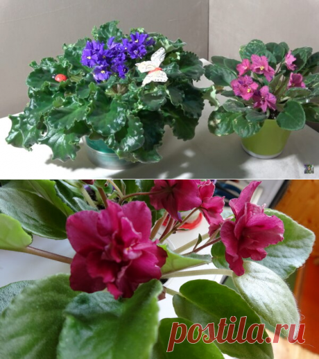 🌺 Цветов много не бывает! Моя огромная фиалка и другие цветы коллекции 🌺 | alla-Fi и Fiалки Комнатные цветы | Яндекс Дзен
Доброго Вам дня, мои уважаемые читатели, гости канала, цветоводы и просто любители комнатных растений и домашних цветов. С Вами alla-Fi и в этой статье я хочу показать и похвалиться своей самой большой и кустистой фиалкой. Но и другие цветущие фиалки не будут забыты! Недавно зацвел &quot;Бой быков&quot; и продолжают цвести и радовать &quot;Амадеус&quot;, &quot;Фаина&quot;...