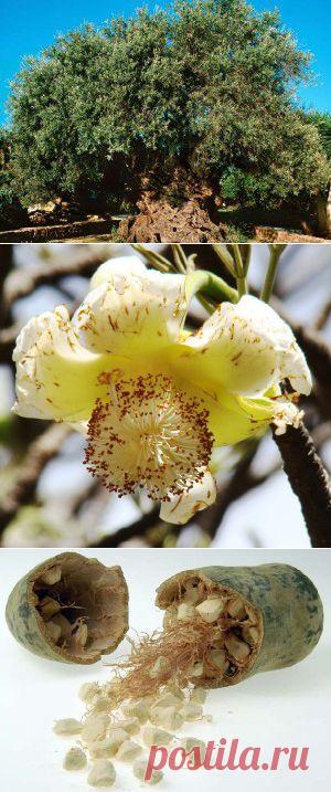 Баобаб африканский - гигант долгожитель - сайт Природа