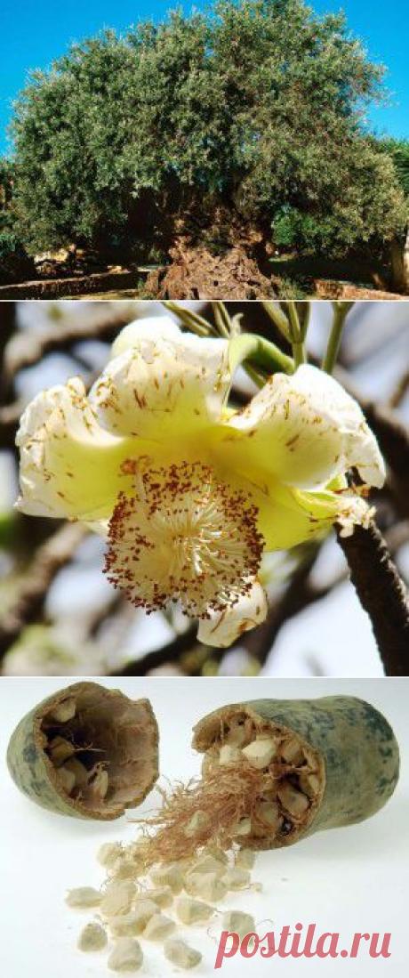 Баобаб африканский - гигант долгожитель - сайт Природа