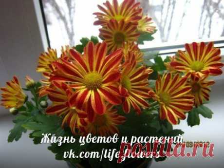 хризантема