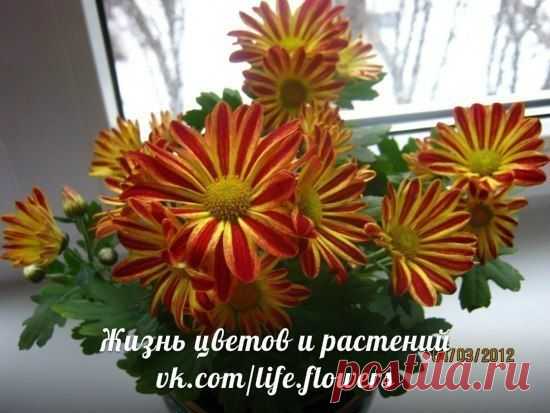 хризантема