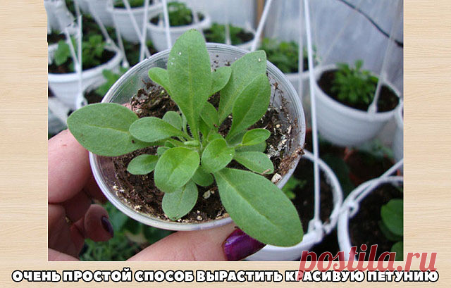 (32) Одноклассники