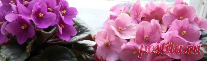 Какие подкормки стимулируют обильное цветение фиалок