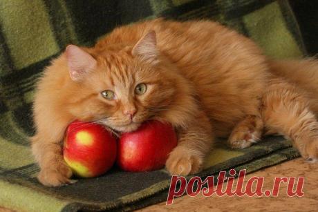РЫЖИЙ КОТ