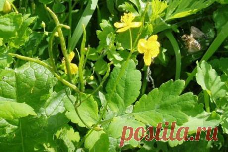 Не выбрасывайте чистотел | Дачница | Яндекс Дзен