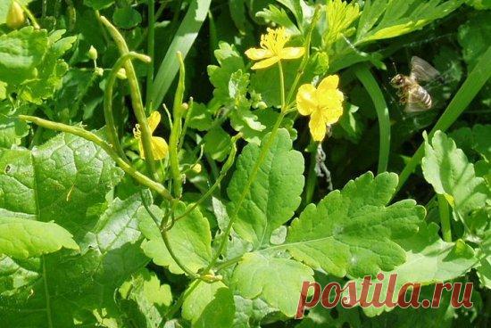 Не выбрасывайте чистотел | Дачница | Яндекс Дзен