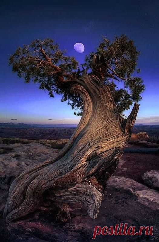 Pinterest