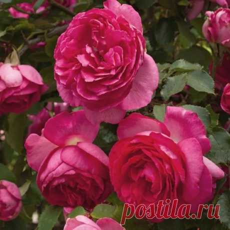 Photo by питомник роз "Гарант"Кущевская on January 18, 2022. May be an image of rose and outdoors.