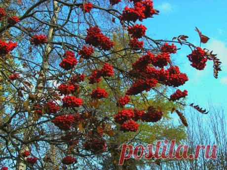 УРОЖАЙНЫЙ СЕВЕРНЫЙ ГОД