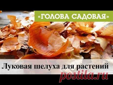 Голова садовая - Луковая шелуха для растений